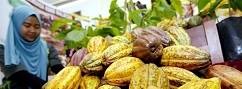 Cocoa and coconut corporation to replace M’sian Cocoa Board