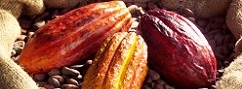 Cocoa best bet among softs - coffee, cotton, sugar prices 'not cheap'