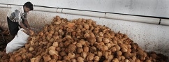 Supply shortage sees coconut prices up by 50%