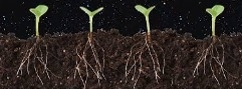 Microbiomes could help plants grow, resist disease and make agriculture more sustainable