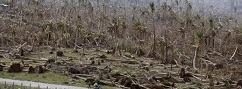 Philippines: 7 Million coconut trees needed to be planted to recover industry