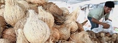 Not enough supply of coconuts for export