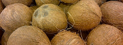 Coconut exports may earn $6 billion annually