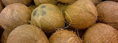 Davao to import coconuts from Indonesia to meet demand